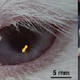 Illustration for article titled This contact lens could eventually make Google Glass obsolete
